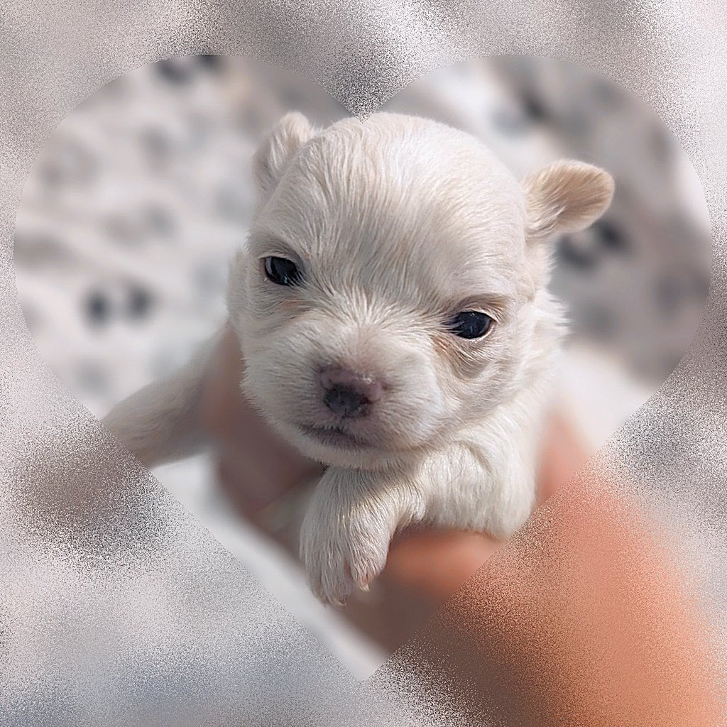 white long haired chihuahua puppies for sale in new york city