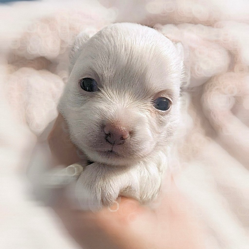white long haired chihuahua puppy for sale in new york city