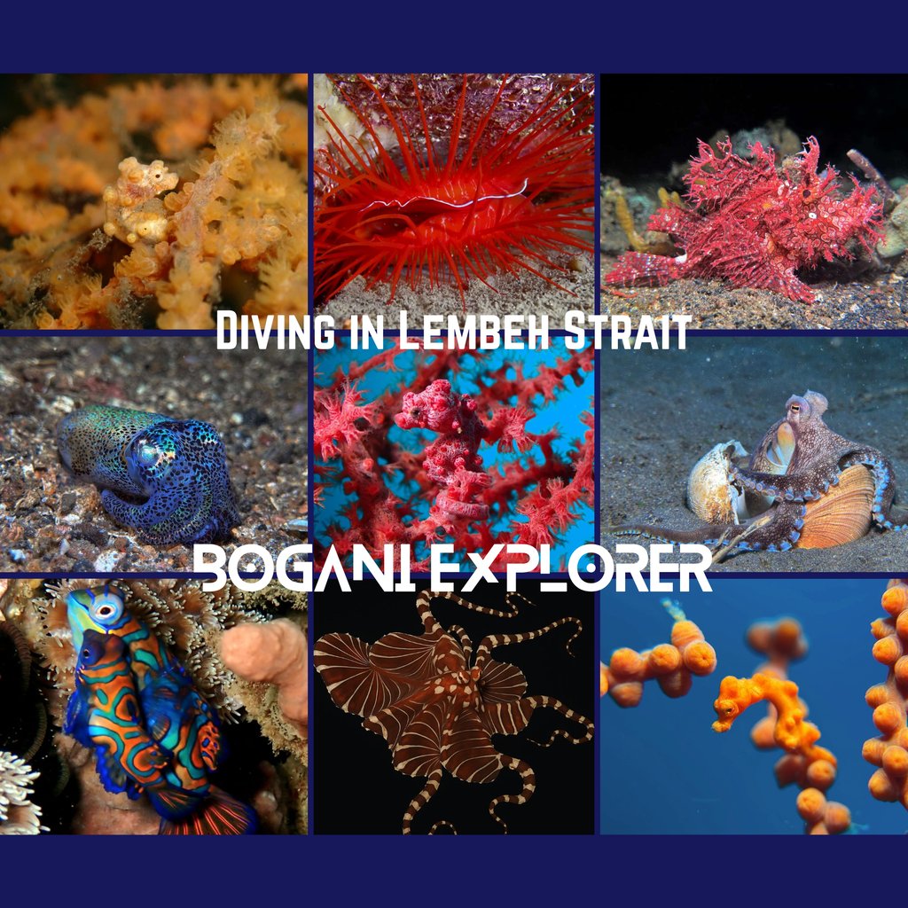 Bogani Explorer