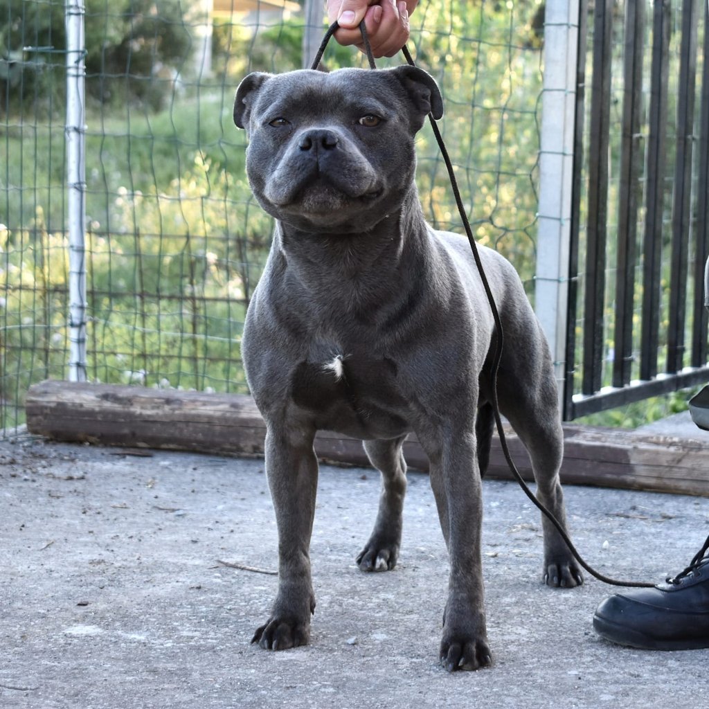 Staffordshire Bull Terrier Maschio Blue, unico Giovane campione Italiano nella storia della razza