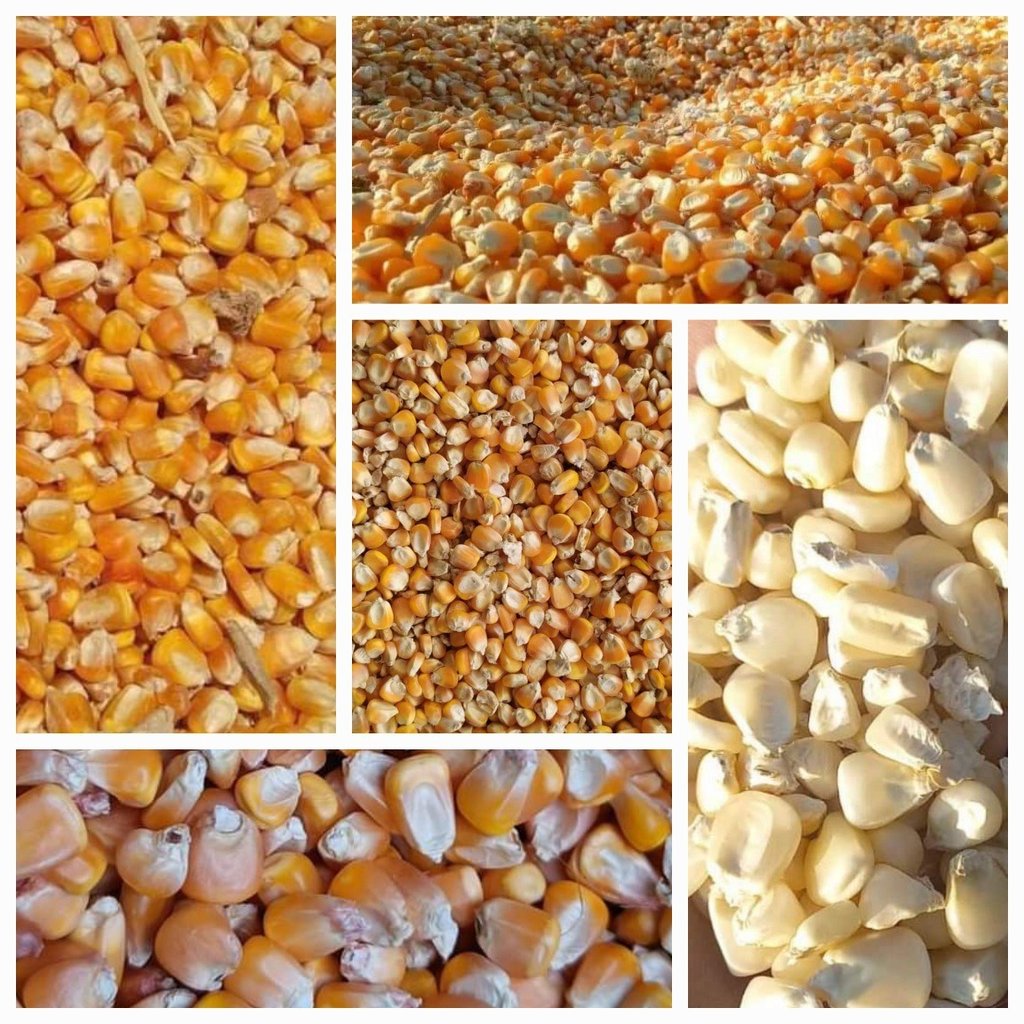 Biggest Maize Yellow Corn Exporters in Pakistan