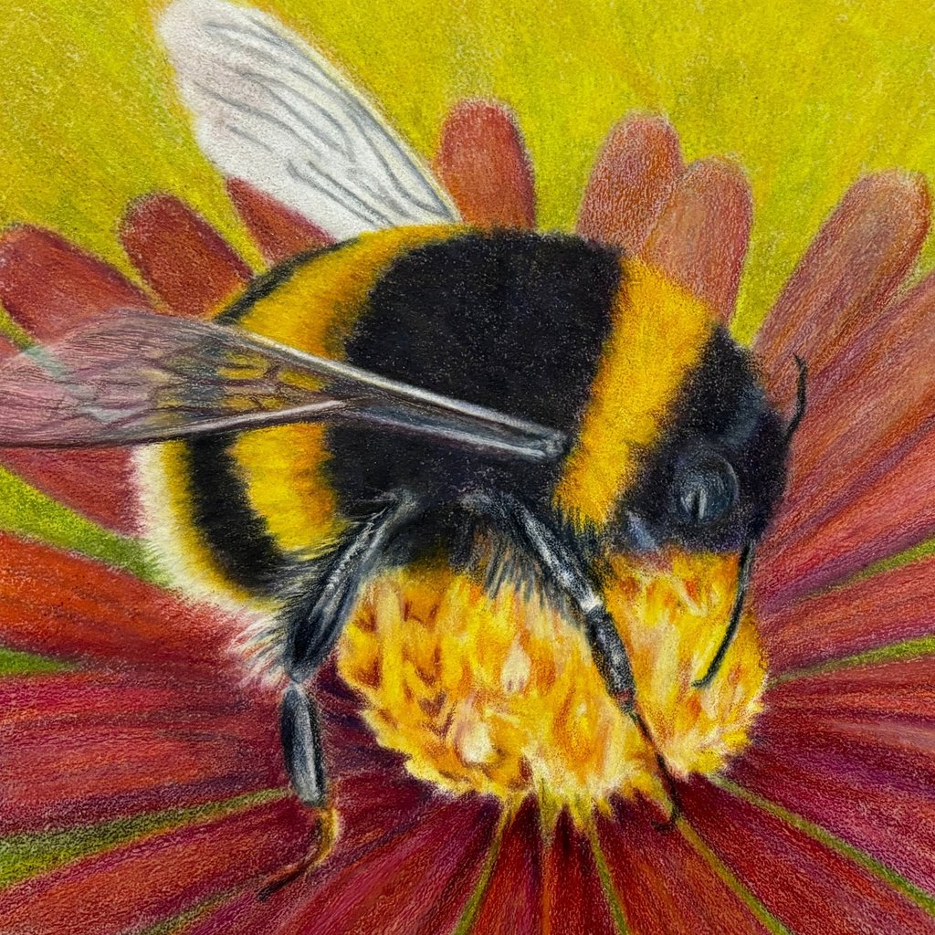 Coloured pencil drawing of a bumble bee on a red flower