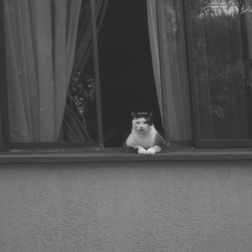 Gato atrás de la ventana mirando fijamente al fotógrafo.
