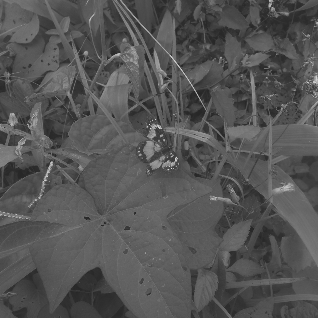 Mariposa sobre una hoja rodeada de maleza en blanco y negro.