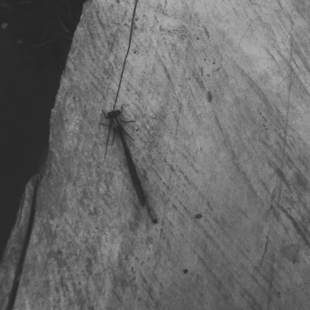 Libélula posada sobre una superficie de piedra en blanco y negro.