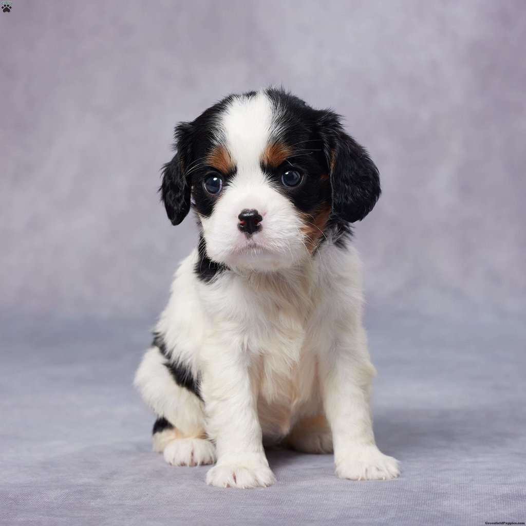 Cavalier King Charles Spaniel Puppies for Sale