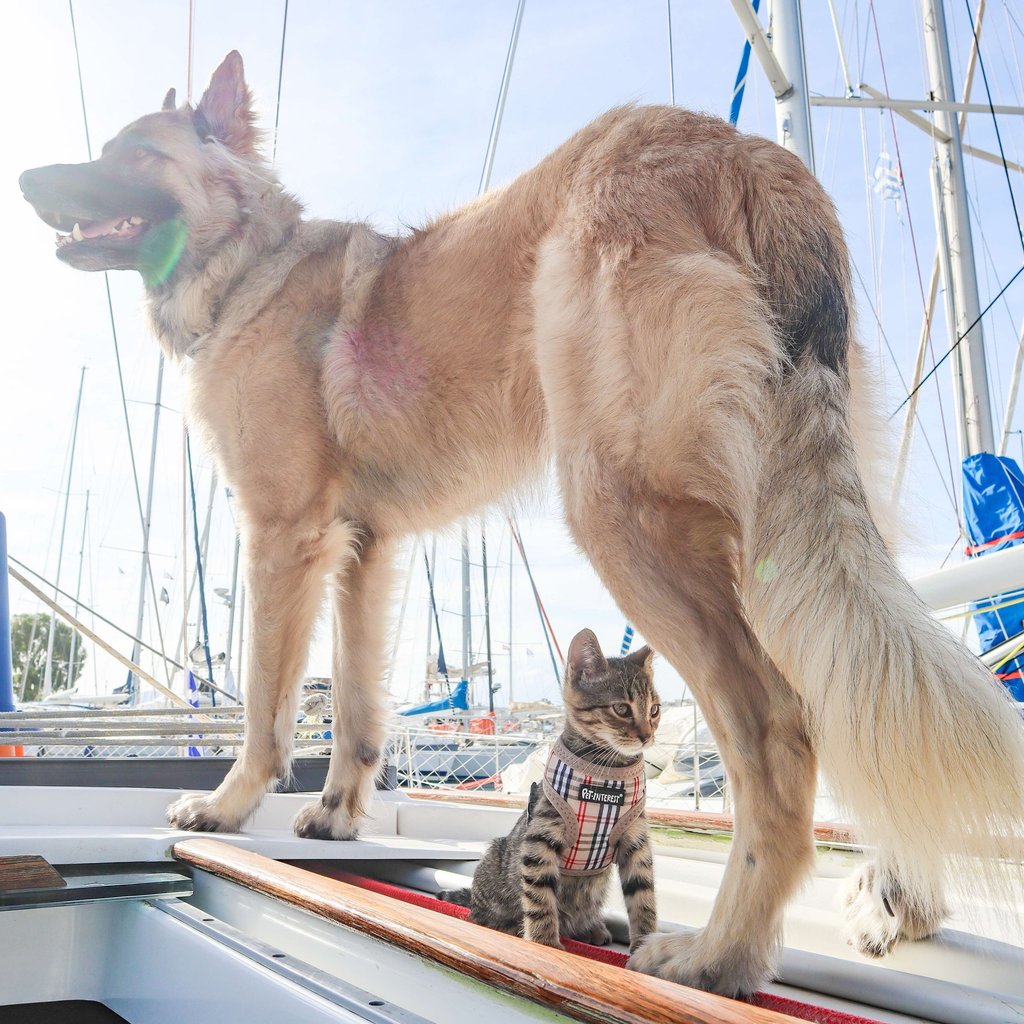 A dog and a cat relaxing on a sailboat in the Caribbean – representing online veterinary service