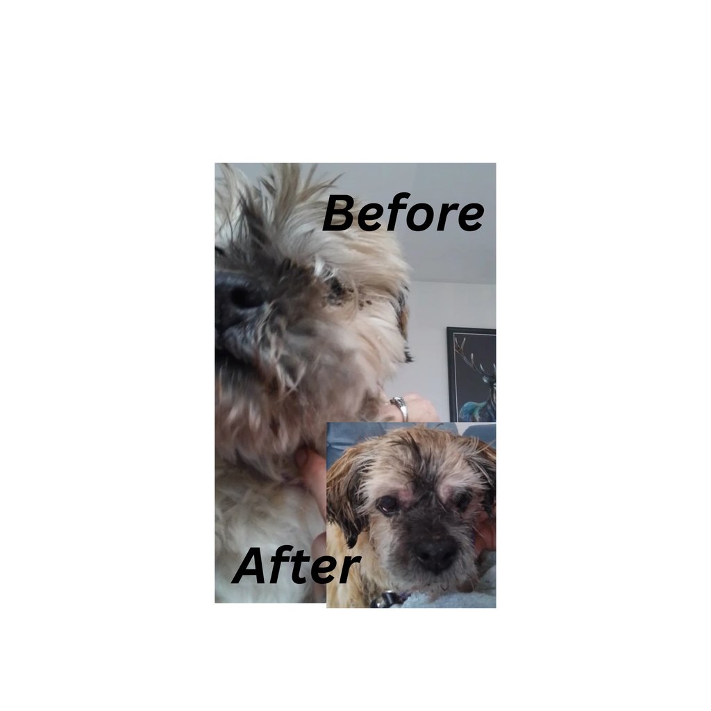 Dog with infected eyes & long fur in his eyes