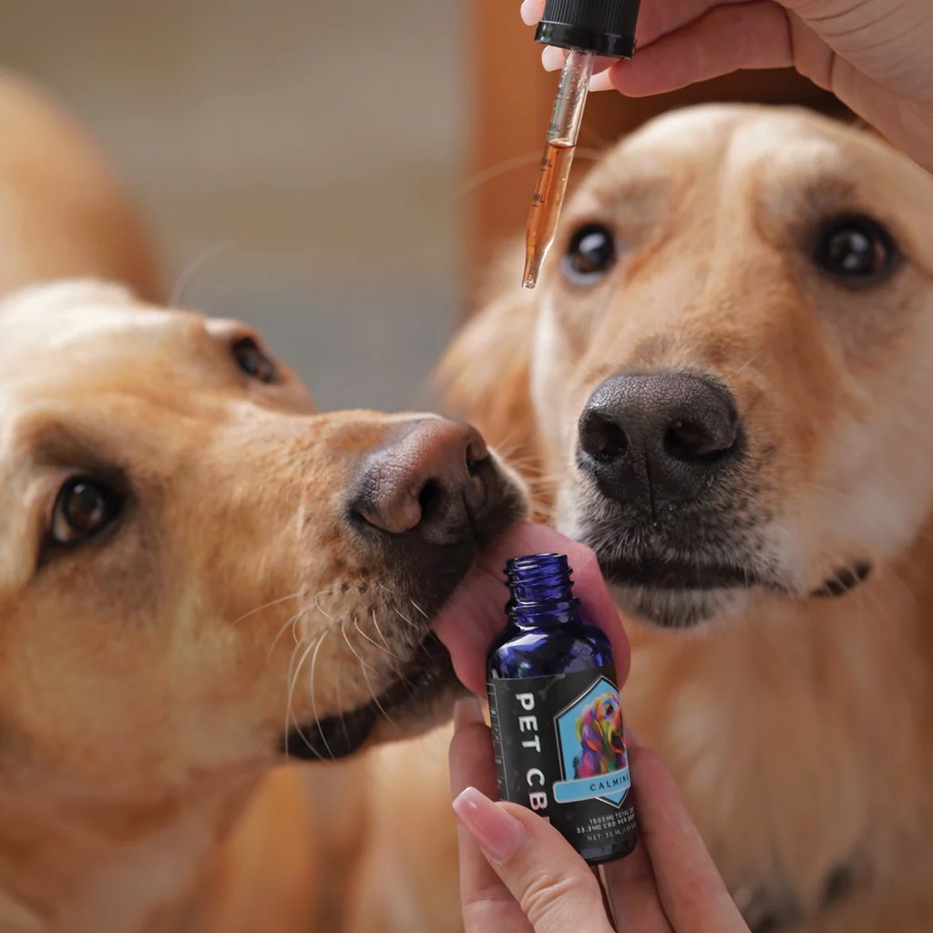 a dog is being fed by a person who is taking a pill