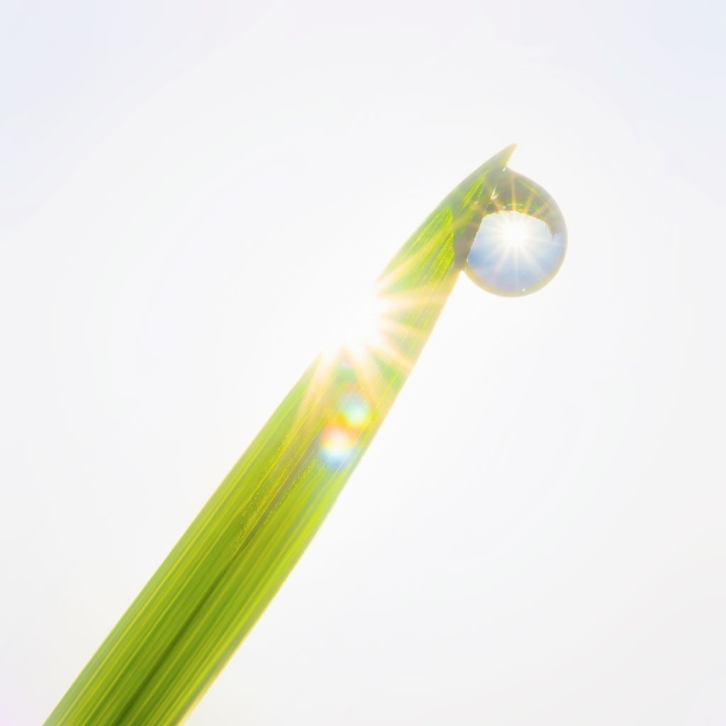 A single morning dew drop hanging from a green grass blade with bright sun flare reflection.