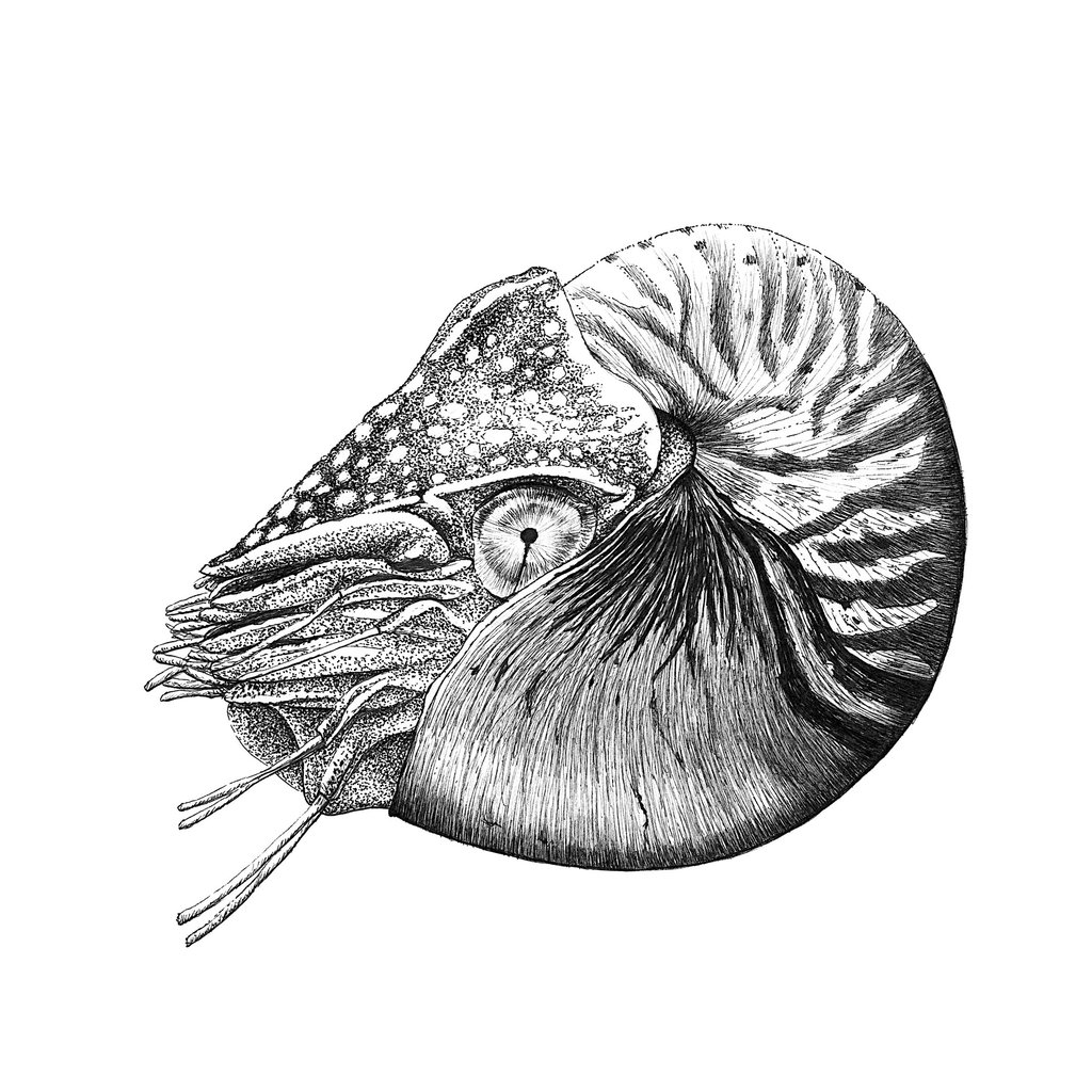 Wildlife Art - Chambered Nautilus