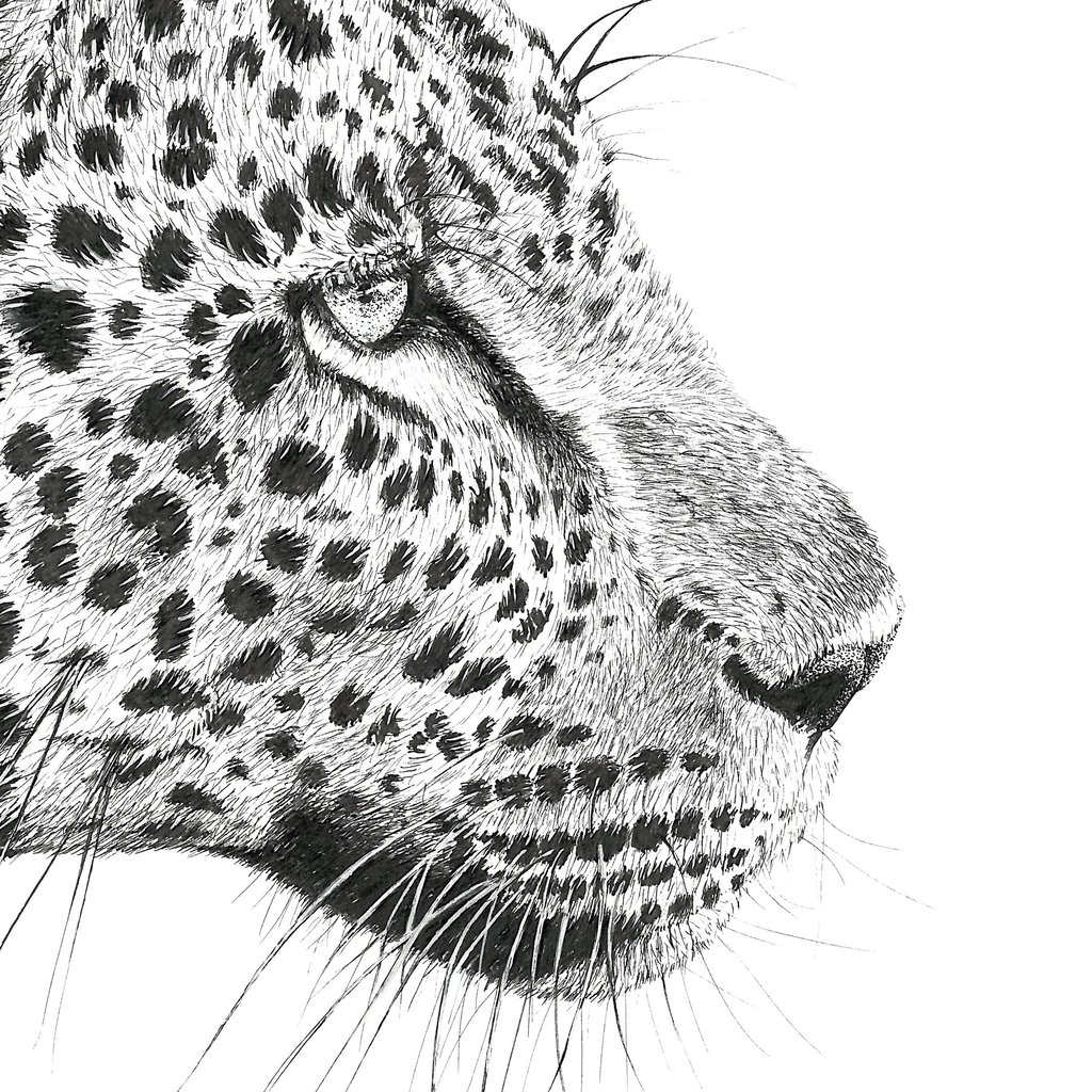 Wildlife Art - African Leopard