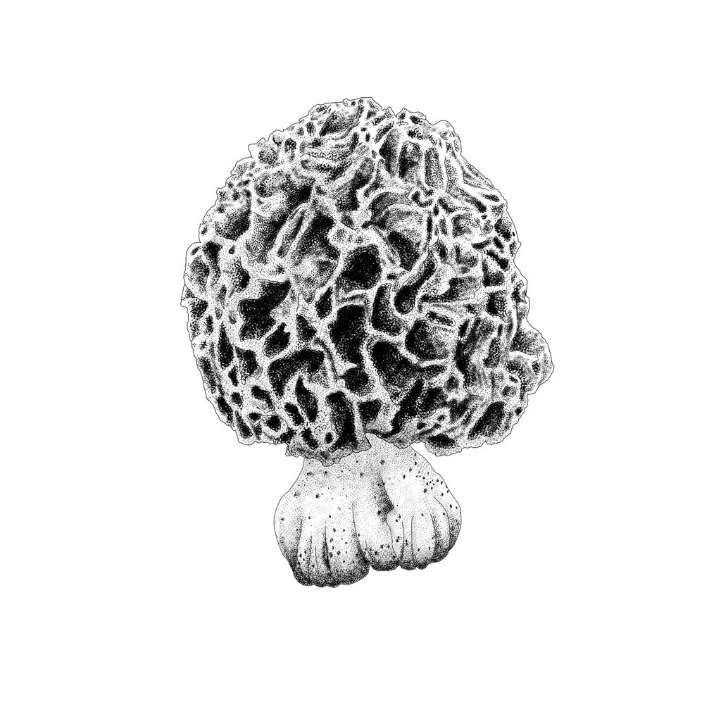 Common morel illustration