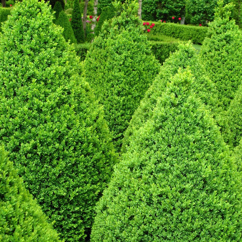 Green Mountain Boxwoods with a pyramidal shape