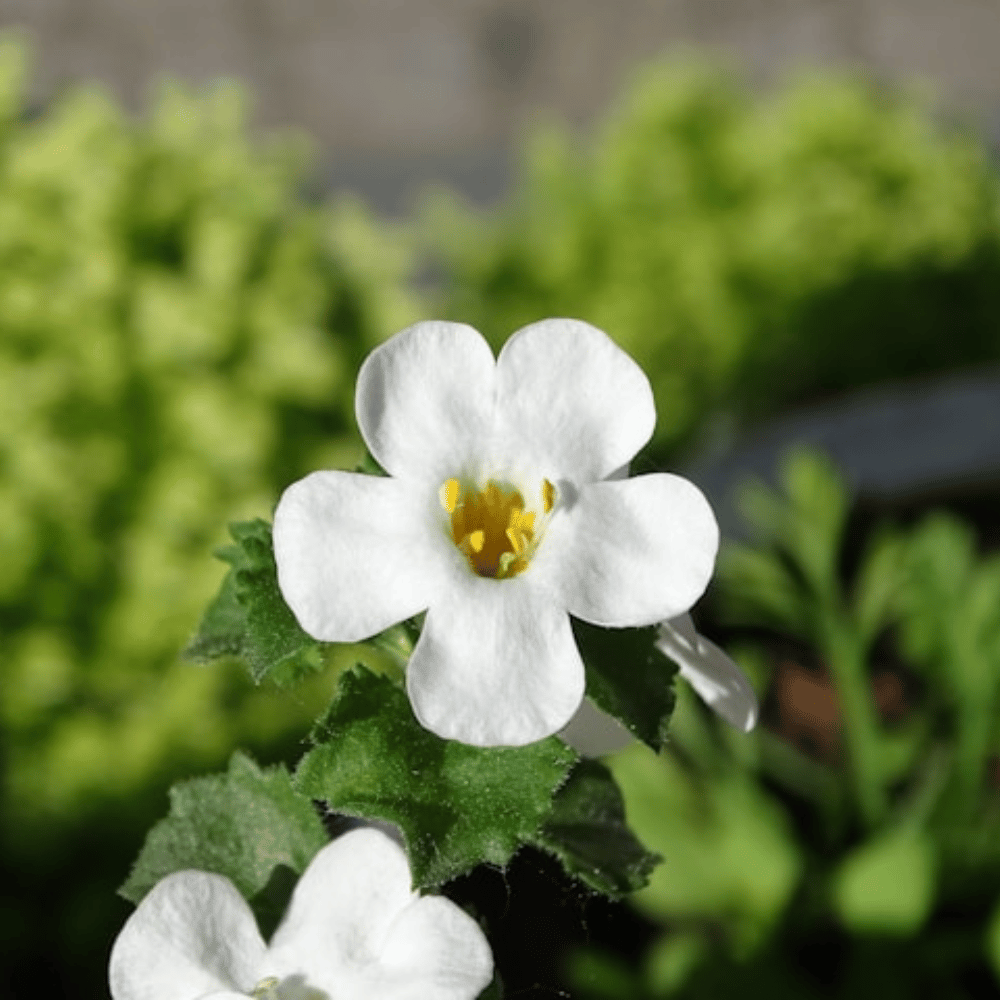 a white Bacopa flower for sunny hanging baskets