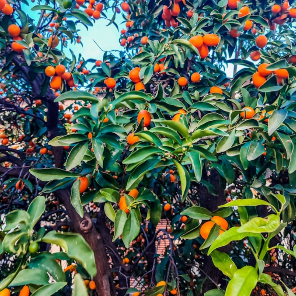 a Kumquat bush with a bunch of Kumquat fruits
