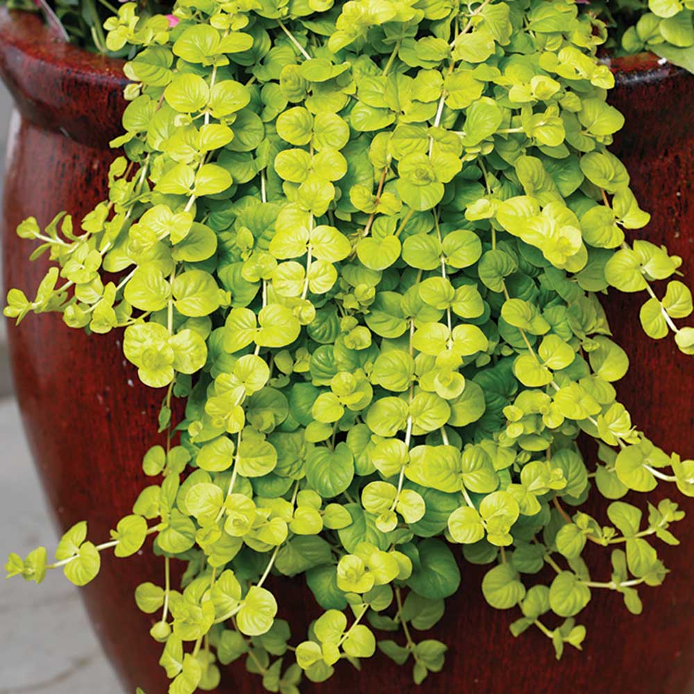 small leaved Sweet Jenny plants in partial shade