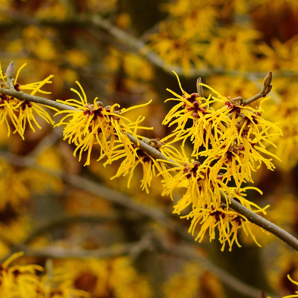 a yellow flowered plant great for landscapes
