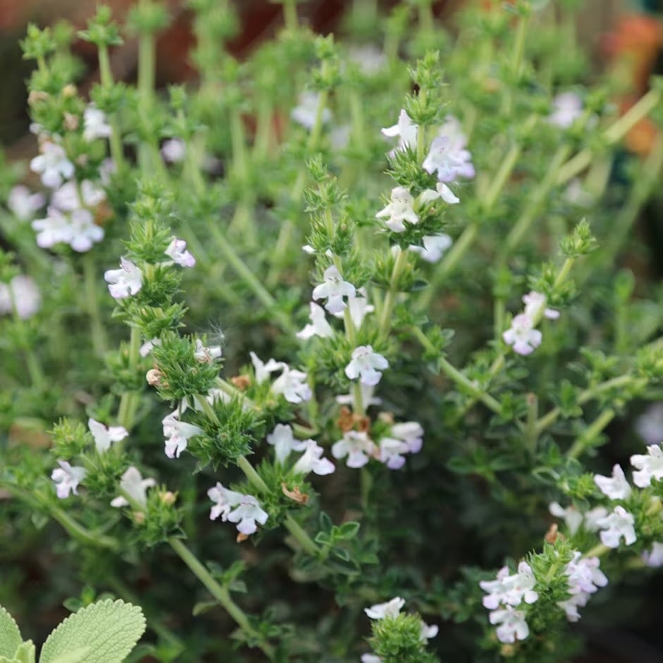 an evergreen Winter Savory bush with white flowers