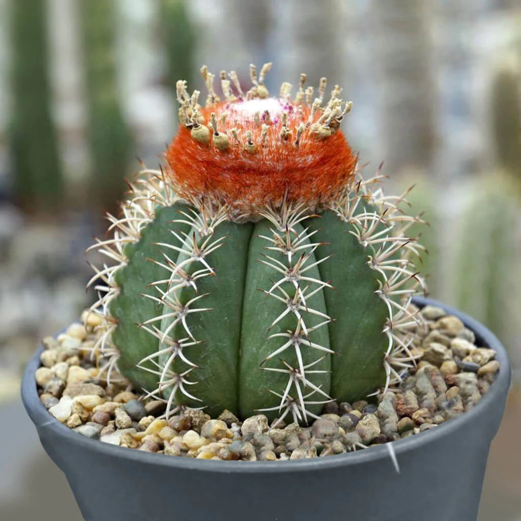 a cactus plant with a red flower and white spines
