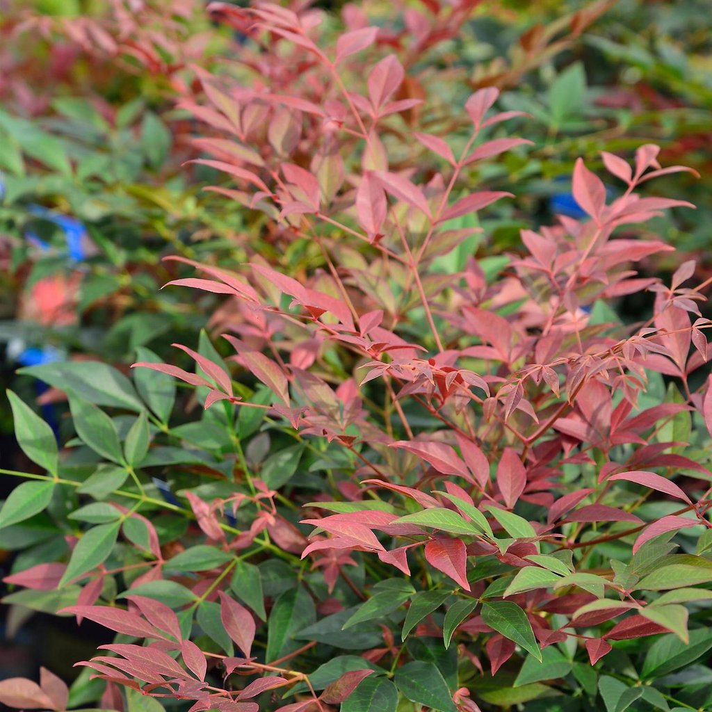 red and green Nandina Domestica leaves
