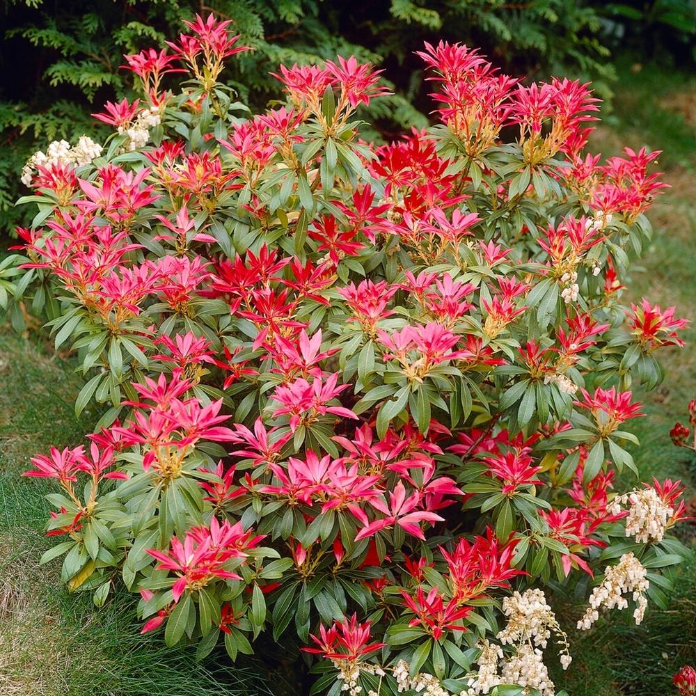 Japanese Pieris bush with beautifu red and green leaves