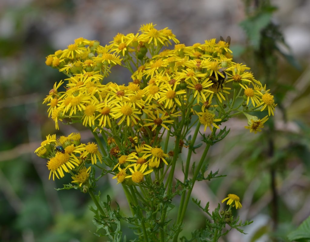 Common Ragwort yellow weed flowers