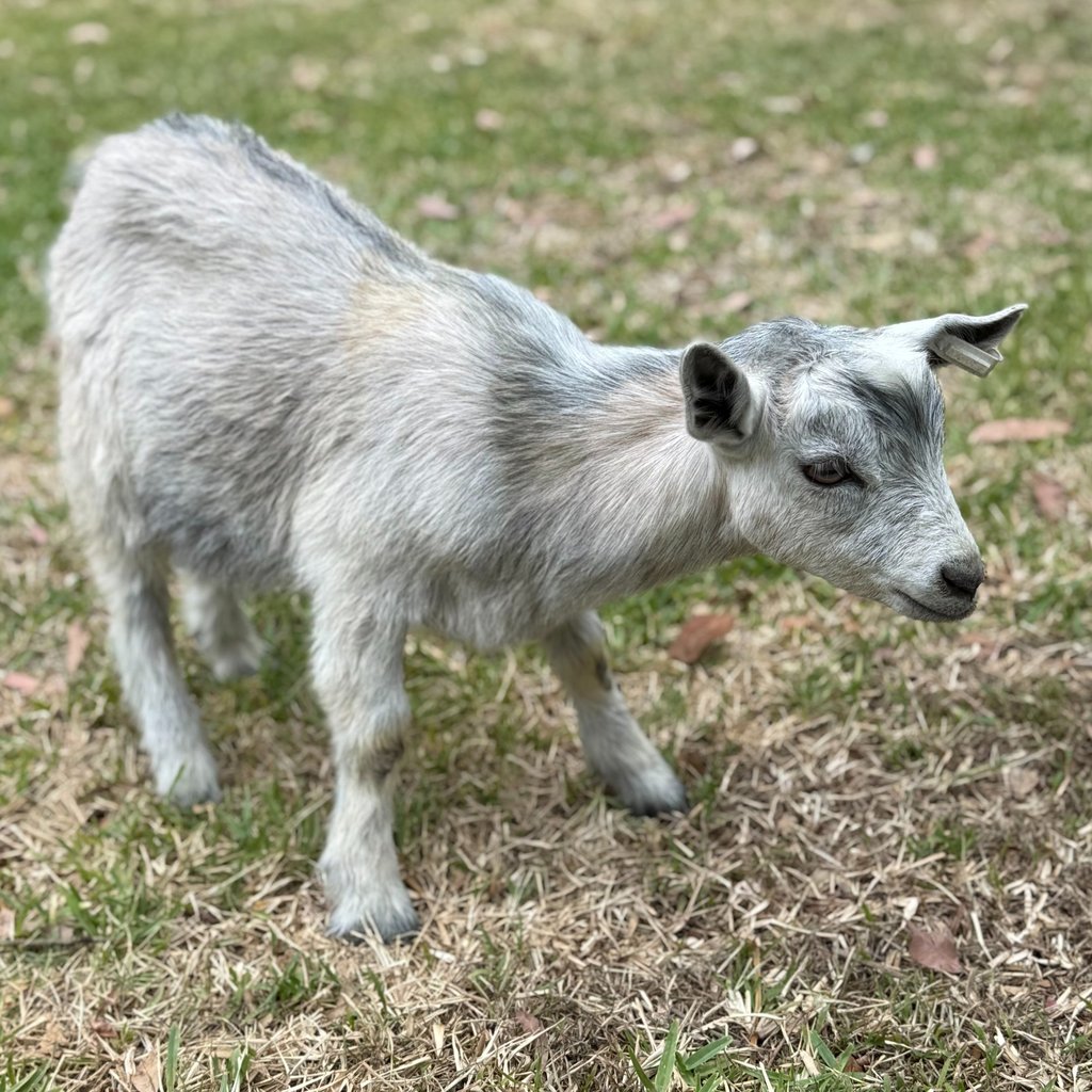 pygmy goat
