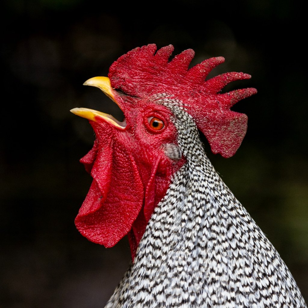 Ilana Block animal pet photography Montreal QC