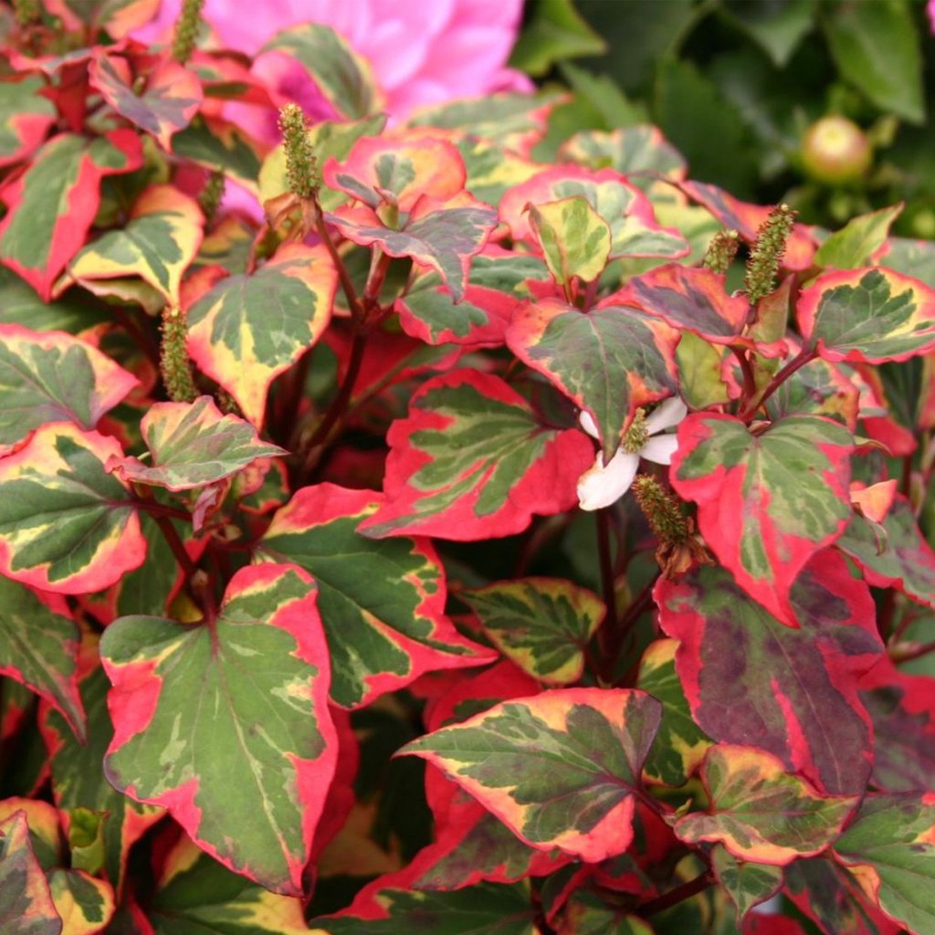 Širdžialapė stimburė