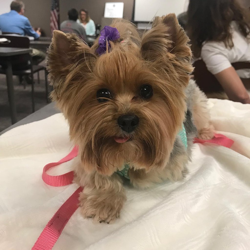 Pet Partners Therapy Dog Roo.
