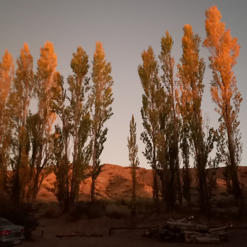 a car parked in a parking lot with trees