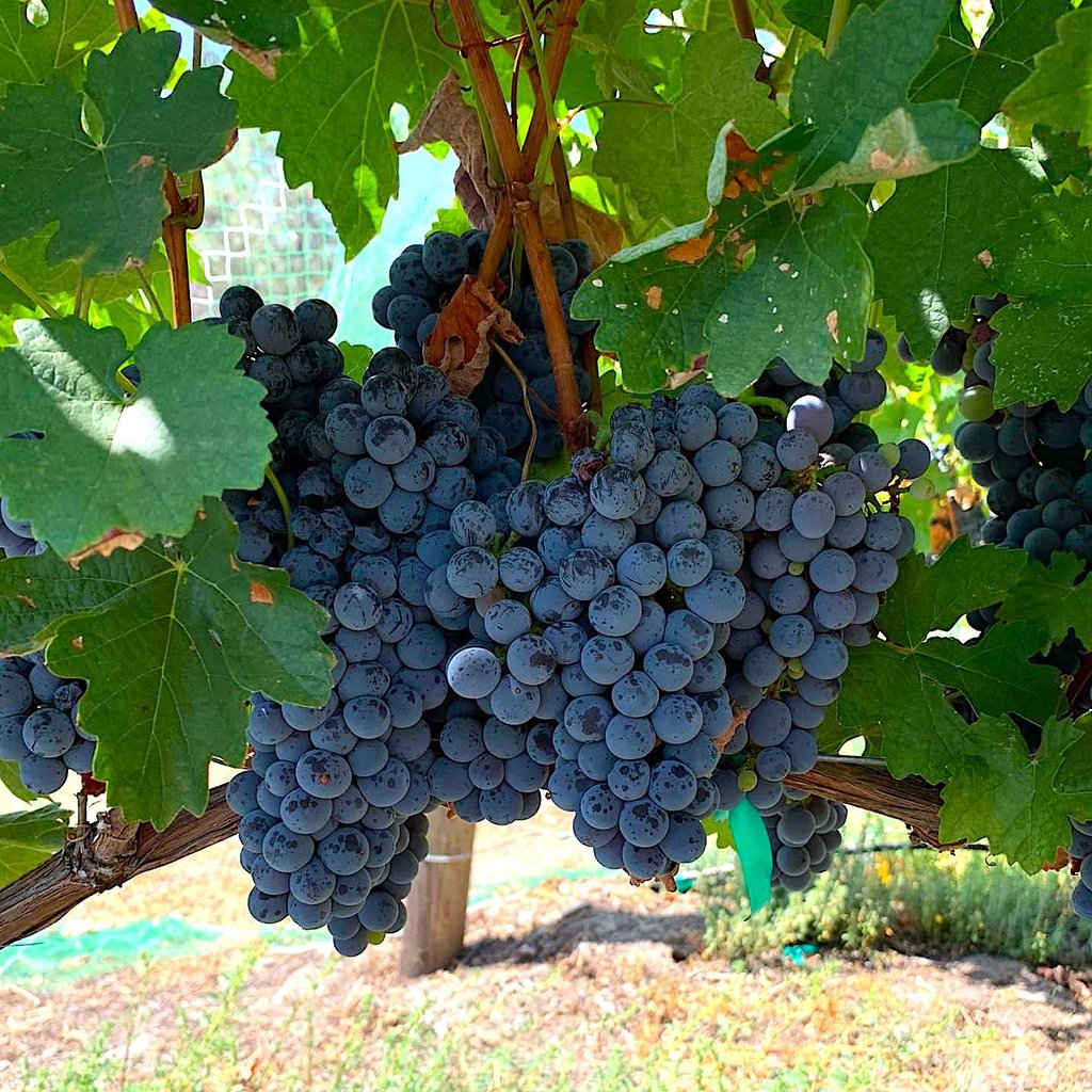 Dark purple grapes hang in clusters with green leaves.