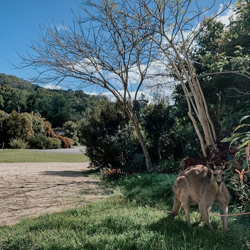 a kangaroo is standing in the grass near a tree