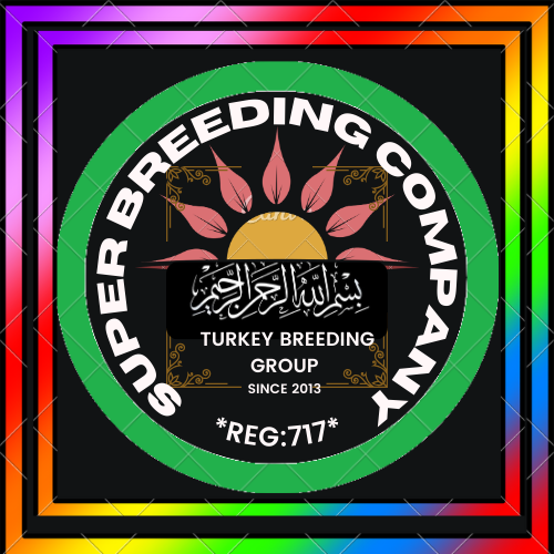 a colorful picture of a turkey turkey turkey turkey turkey turkey turkey turkey turkey turkey turkey