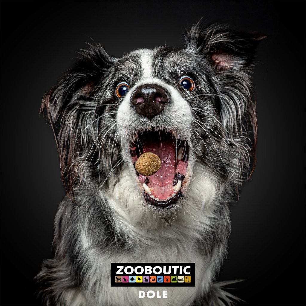 daniel berg photographe, chiens attrapant des friandises, friandogs, dogs catching treats, treats