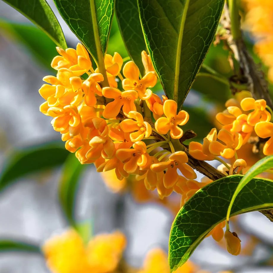 Osmanthus flowers, the inspiration of my creation: earrings.