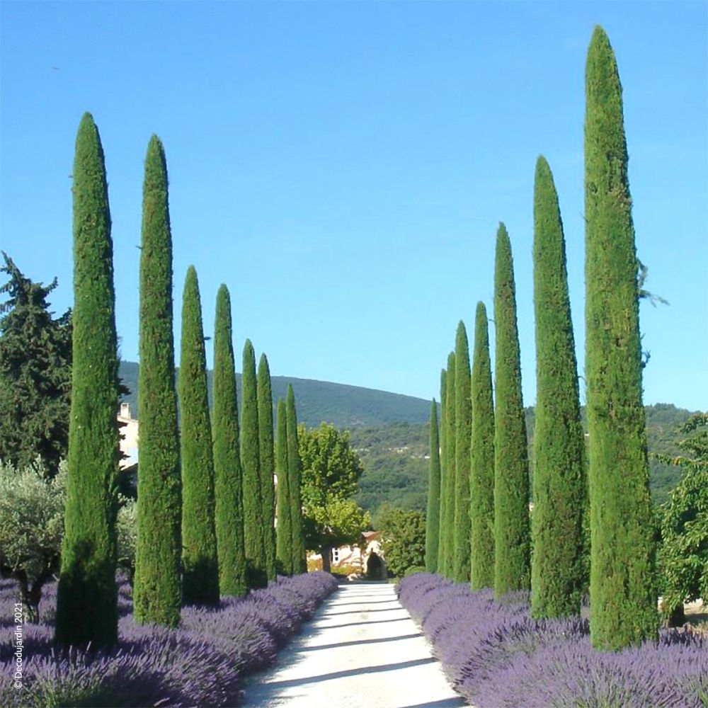 paysage de Provence