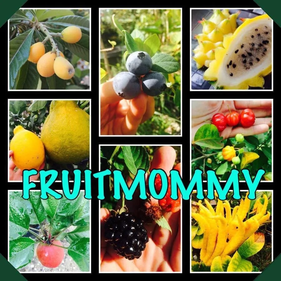 montage of fruits with word Fruitmommy superimposed
