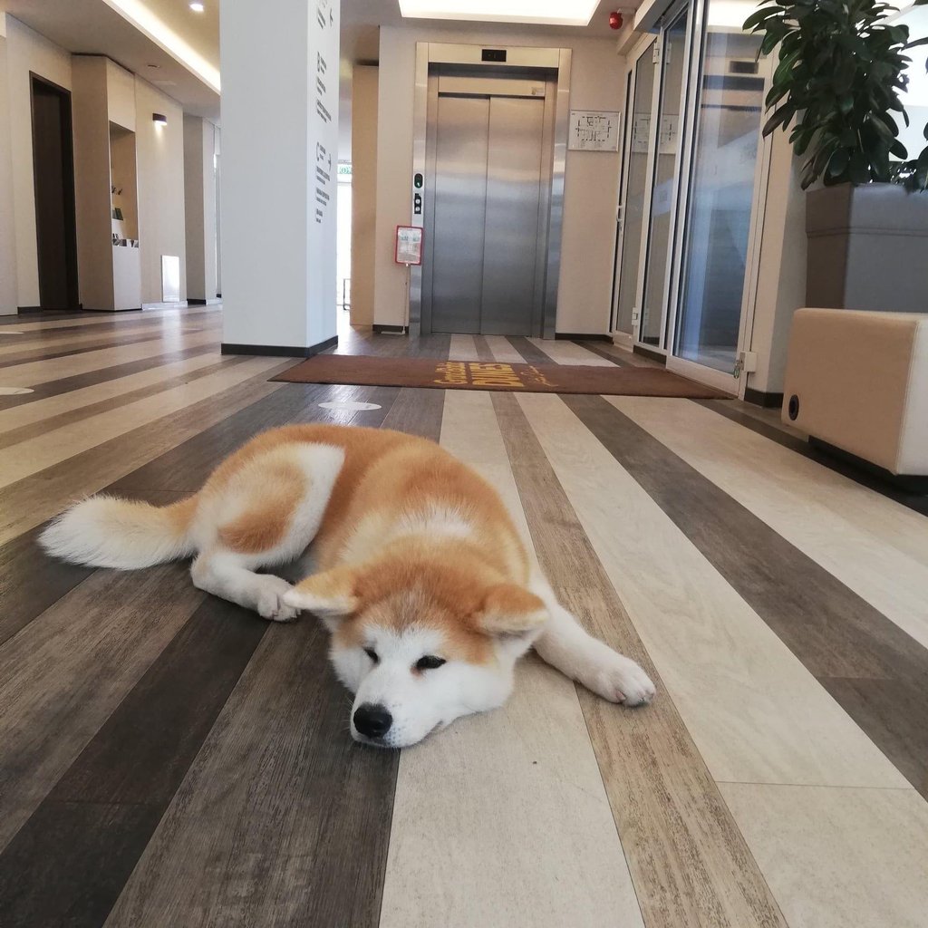 grindys nebijancios augintinio