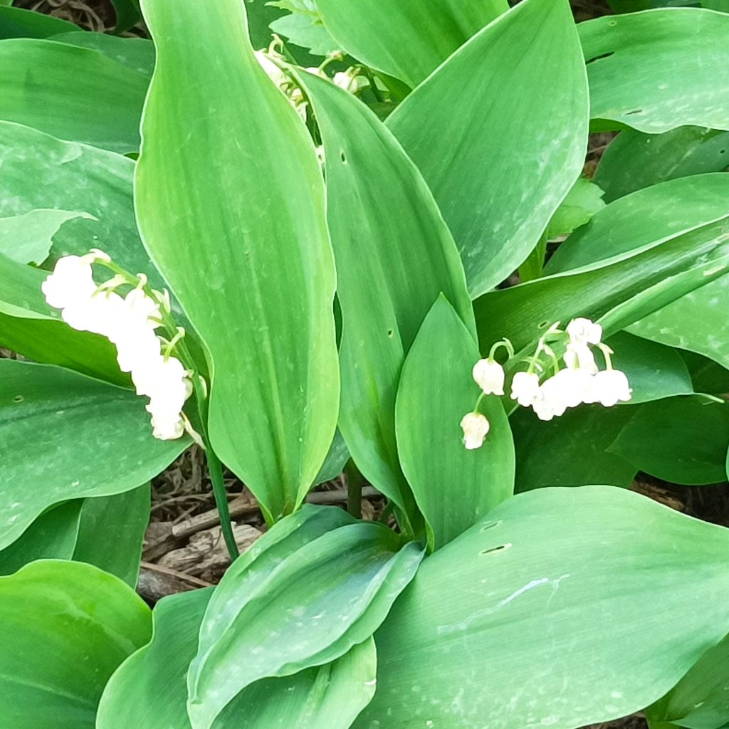 The tiny flowers of Muguet