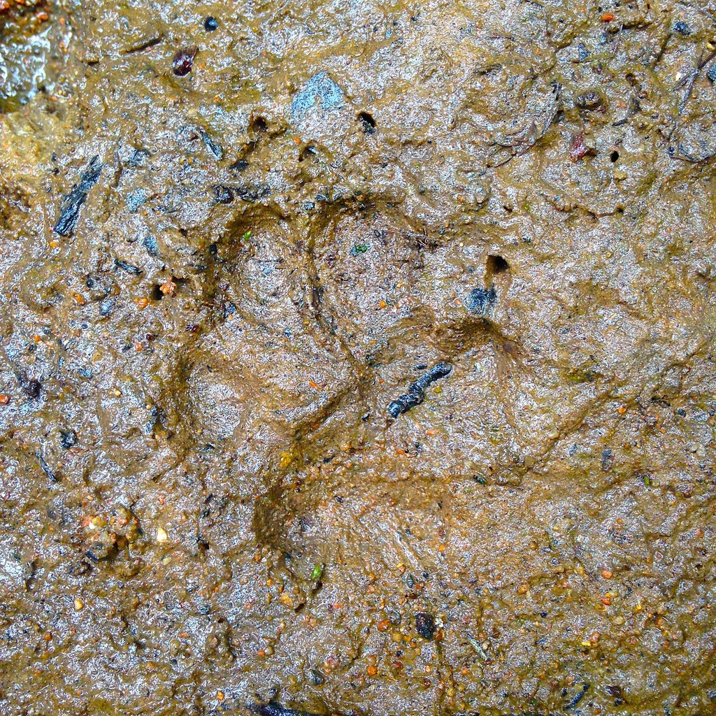 Trace de renard roux