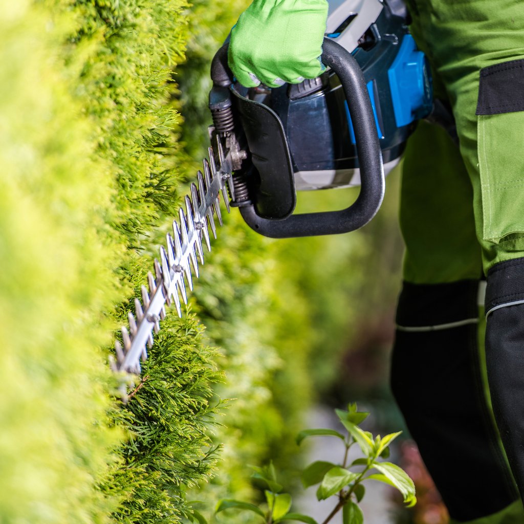 hedge cutting