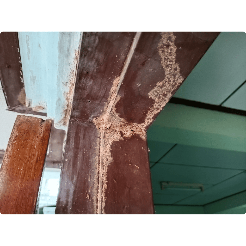 termite control services in hampton roads