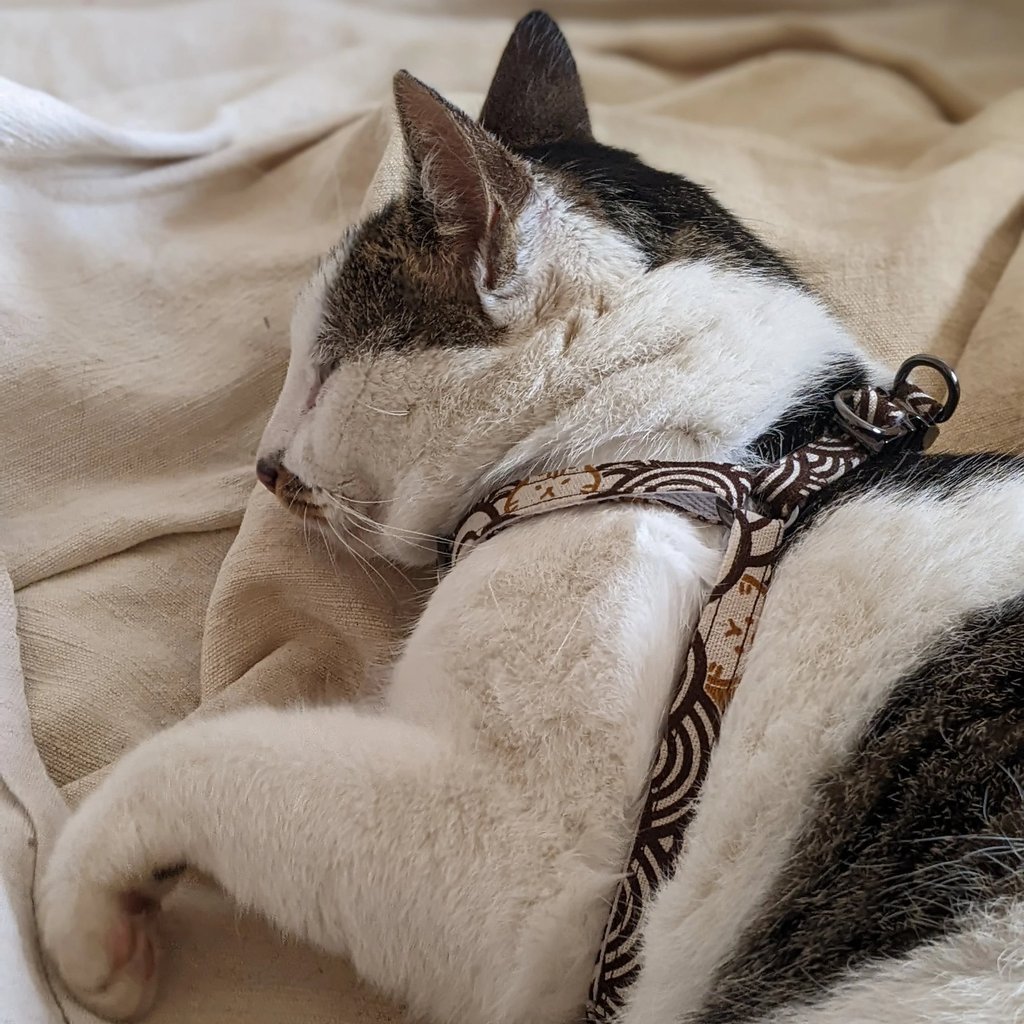 a cat laying on a bed with a harnesh