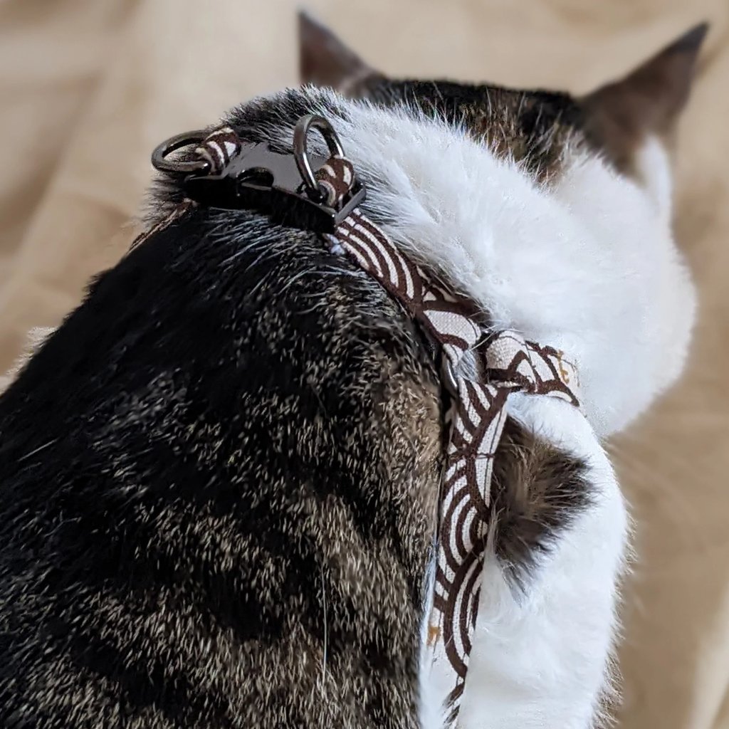 a cat with a harnesh