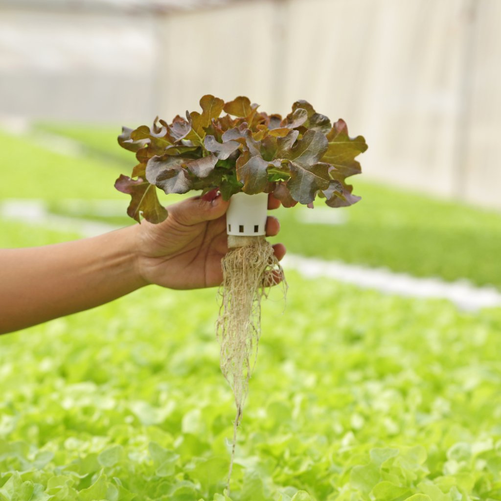 Mano sosteniendo una canastilla con lechuga roja hidropónica