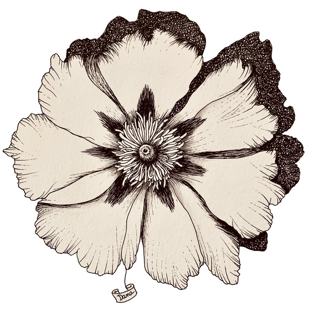 Illustration au rotring et encre de Chine représentant un ciste