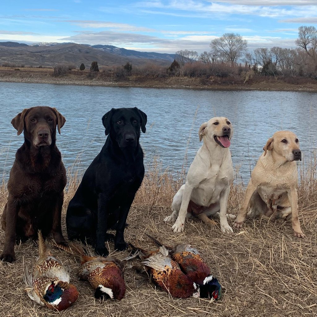 Labrador Retrievers after pheasant hunt