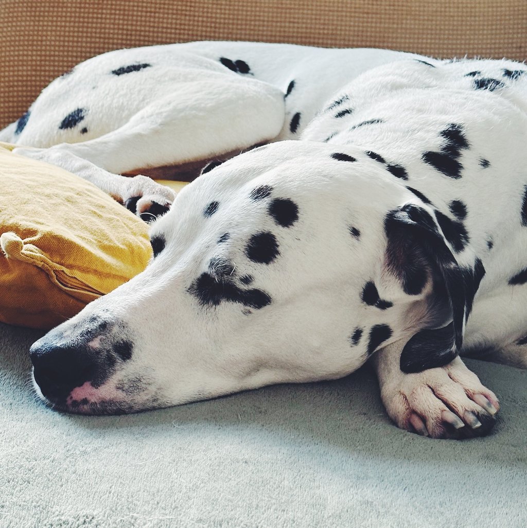 sleeping dalmatian